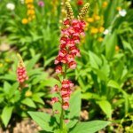 Antirrhinum Flowers