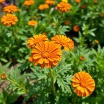 Dimorphotheca Flowers