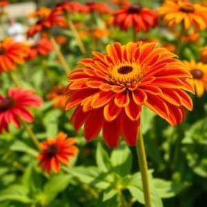 How to Grow Black-Eyed Susan (Rudbeckia hirta) in Egypt: A Complete Guide