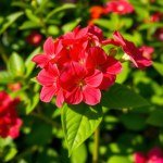زهور شب الليل Mirabilis