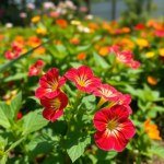 زهور شب الليل Mirabilis