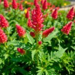 زهور عرف الديك Celosia argentea