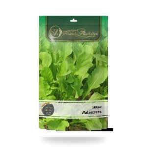 Rocket Eruca sativa