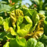 Local Lettuce