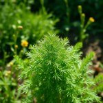 Dill