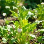 الفجل الأبيض white radish