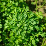 الكزبرة coriander