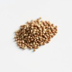 الكزبرة coriander