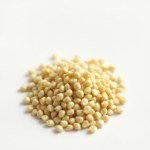 نبات الكرفس Apium graveolens