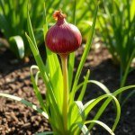 Red Onion