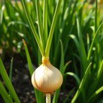 Yellow Onion Allium cepa