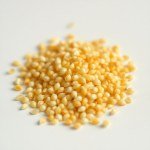 Yellow Onion Allium cepa