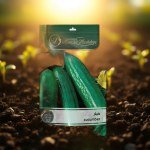 شتلة خيار Cucumis sativus