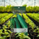 شتلة خيار Cucumis sativus