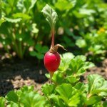 Red Radish Brassicaceae