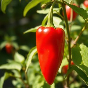 Red Hot Pepper Capsicum annuum