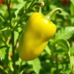 الفلفل الأخضر الحار hot green pepper