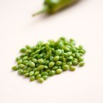 الفلفل الأخضر الحار hot green pepper