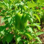 الفلفل الأخضر الرومي Green pepper