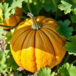 Round Pumpkin (Cucurbita pepo)