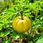 Round Pumpkin (Cucurbita pepo)