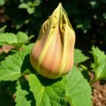 Local Jute Corchorus olitorius