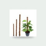 Plant Stake