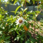 Yellow Passion Fruit Seeds