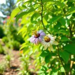 Passion Fruit F1 Seeds