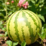 Watermelon Seeds