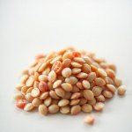 Watermelon Seeds