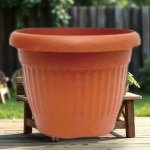 Cactus Cup 4cm