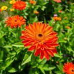 بذور زهور الجزانيا (Gazania) – لمسة من سحر الشمس في حديقتك