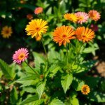 بذور زهور الجزانيا (Gazania) – لمسة من سحر الشمس في حديقتك