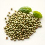10 Lemon Basil Seeds