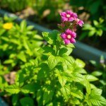 10 Greek Basil Seeds