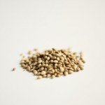 10 Greek Basil Seeds
