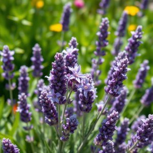 10 French Lavender Seeds