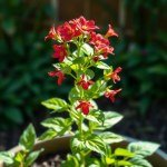 10 Cardinal Basil Seeds