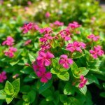 Vinca Seeds for Home