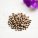 Vinca Seeds for Home