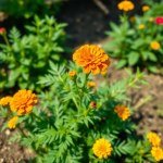 French Marigold Seeds