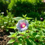 Black Morning Glory Seeds