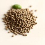 Sweet Basil F1 Seeds