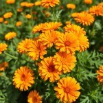 Calendula Gold Seeds