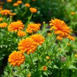 Calendula Gold Seeds