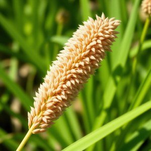 Flax Flower Seeds