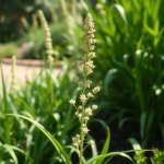 Flax Flower Seeds