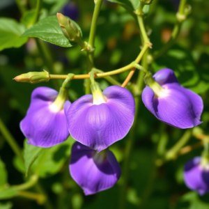 بذور شاي ازرق 10 بذرة سريع النمو متسلق