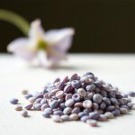 بذور شاي ازرق 10 بذرة سريع النمو متسلق